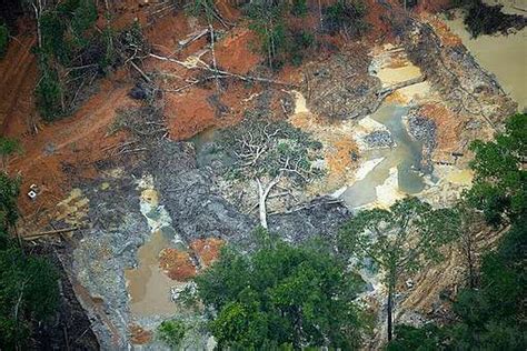 Os Impactos Socioambientais Causados Pelo Garimpo Ilegal No Brasil - Garimpo Ilegal: saiba seus impactos no Brasil - Greenpeace Brasil