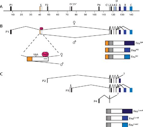 Pdf Investigation Of Isoform Specific Fruitless Mutants Generated By