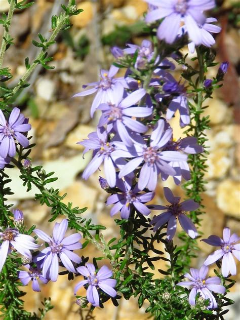 Daisybushes From Wolgan Valley NSW 2790 Australia On January 30 2022