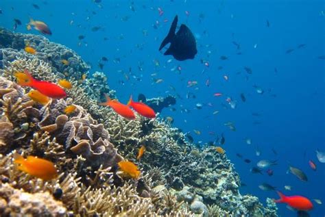 Coral Reefs Of Cozumel Cancun Adventures