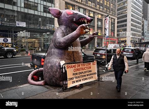 A giant inflatable rat stands outside a building on Broadway on January ...