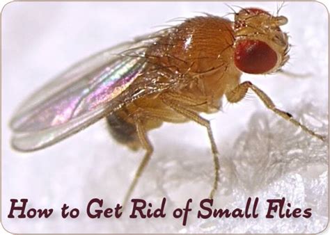 rid  small flies tips natural products