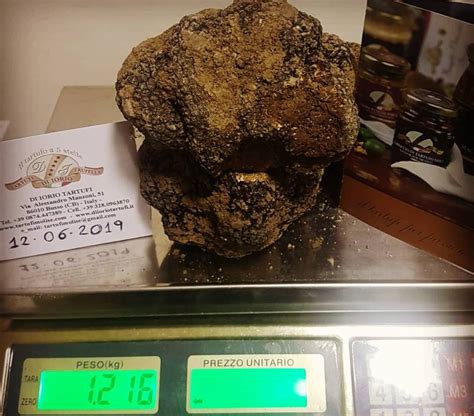 Trovato In Molise Tartufo Da 1 2 Kg Ma Soffriamo Bracconieri E Cinghiali