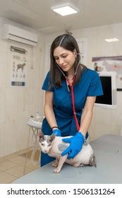 Female Veterinarian Blue Uniform Conducting Routine Stock Photo 2391795743 | Shutterstock