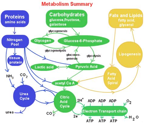 The Science Behind Fat Metabolism – KetoSchool