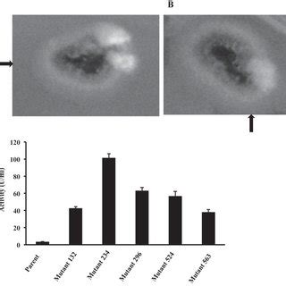 Tetramethylpyrazine Tmp Biosynthetic Pathway And Other Overflow