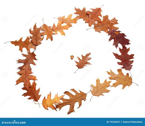 Frame Of Autumn Dried Oak Leaves Stock Image Image Of Nature Season