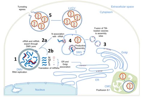 Science多尺度电镜成像技术解析新冠病毒组装出胞机制 腾讯新闻