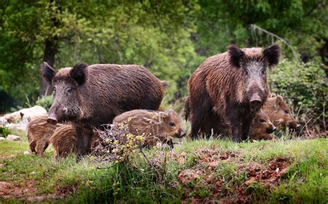 Aujeszkysche Krankheit beim Wildschwein ein Risiko für Hund und Katze