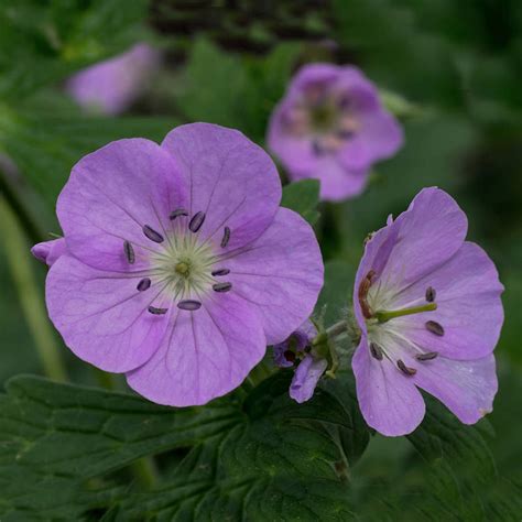 Wild Geranium Seeds