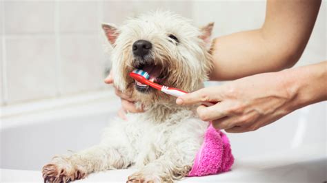 Dog Teeth Cleaning Costs: Best Ways To Save On Dental Care | Pawlicy Advisor