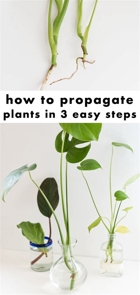 Quick Guide To Propagating Plants In 3 Easy Steps