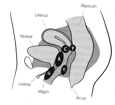 Anatomie du plaisir féminin Alchimies Intimes