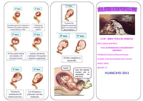 Doc Triptico Proceso De Fecundacion Y Gestacion