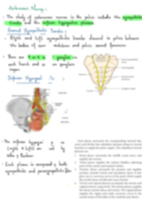 SOLUTION Pelvic Walls Other Structures 2 1 Studypool