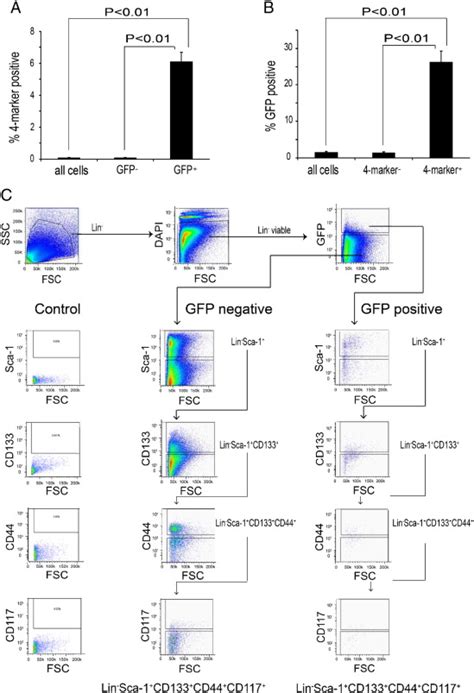 GFP labeling at E16 yields a population of labeled cells enriched for ...