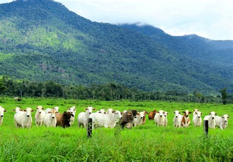 Pesar Gados E Animais Aplicativos Veja Op Es