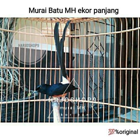 Jual Murai Batu Muda Hutan Rawatan Ekor Panjang Shopee Indonesia