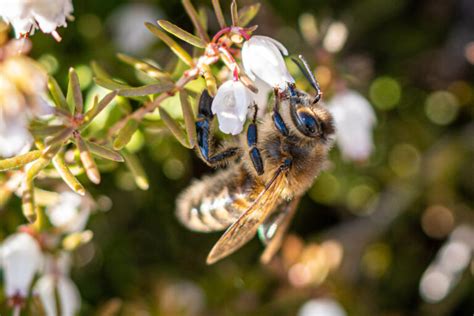 How Many Eyes Does A Bee Have The Fascinating World Of Bees