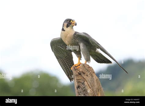 Peregrine Falcon Hi Res Stock Photography And Images Alamy