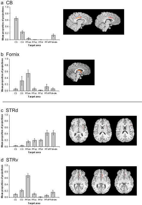 Quantitative Investigation Of Connections Of The Prefrontal Cortex In