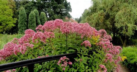 Sadziec Purpurowy Eupatorium Atropurpureum Oficjalne