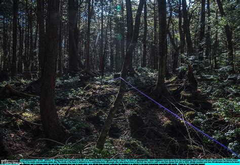 Haunting Images From Inside Japan S Suicide Forest Daily Mail Online