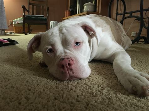 Are Alapaha Blue Blood Bulldogs Rare