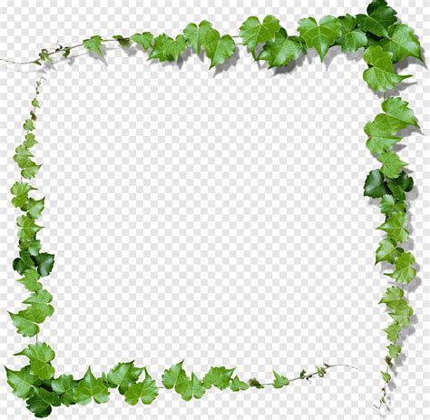 Videira Verde Quadro De Folhas Fronteira Folha Png Pngegg