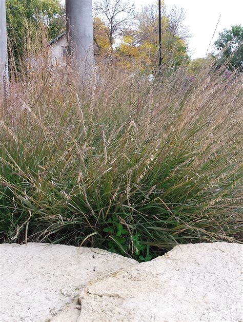 Bouteloua Curtipendula Side Oats Grama Prairie Moon Nursery