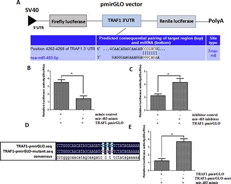 Mir‐483 Inhibits Colon Cancer Cell Proliferation And Migration By