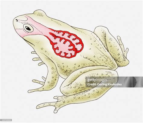 Simple Respiratory System Of A Frog