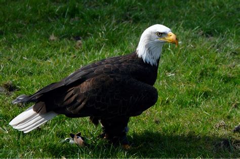 Bald Eagle Footage - Nashville Wife