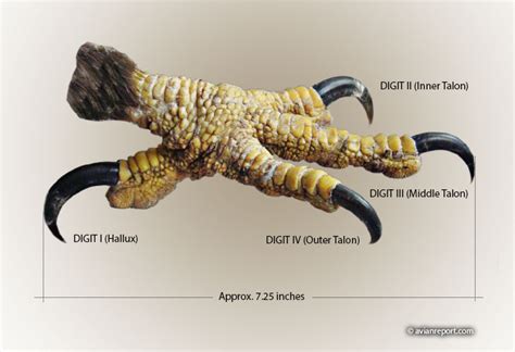 bald eagle talons avian report