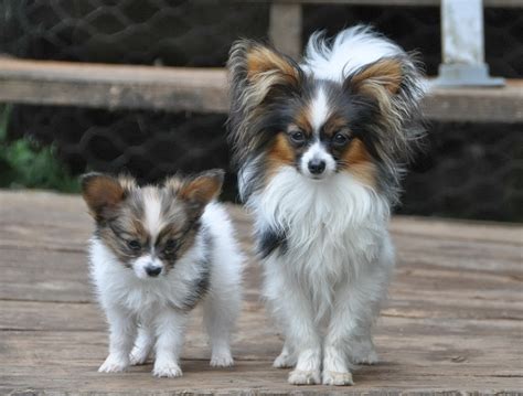 Road's End Papillons : Papillon Puppies