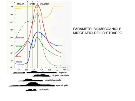 Ppt Traiettoria Del Bilanciere In Due Atleti Di Diversa Altezza Powerpoint Presentation Id