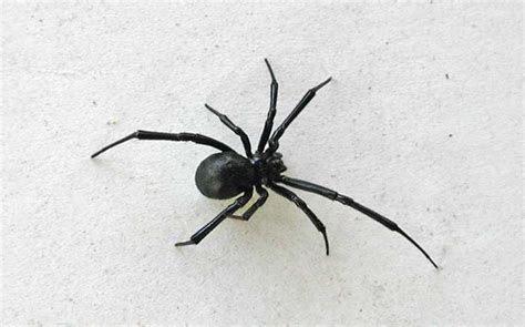 Difference Between Male And Female Black Widow Spiders