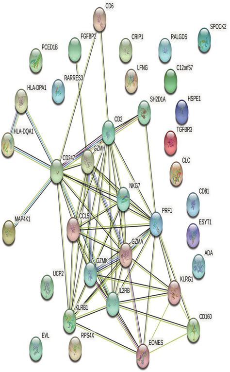 String Network Of Protein Protein Interactions Ppi Of Differentially