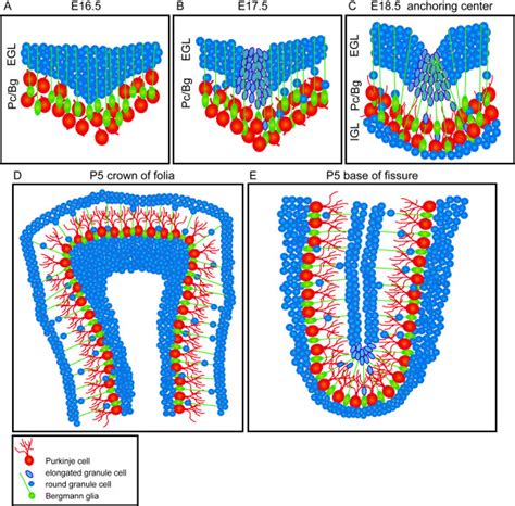 Mouse Cerebellar Foliation Is Initiated By The Formation Of