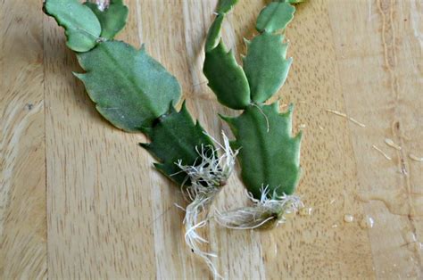 How To Propagate A Christmas Cactus The Right Way