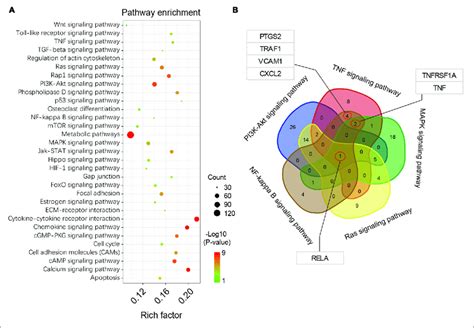 Kegg Pathway Enrichment Analysis A Pathway Enrichment Bubble Map