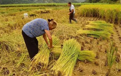 農村俗語：「種地最怕九月風，做人最怕老來窮」，農民才懂的心酸 每日頭條