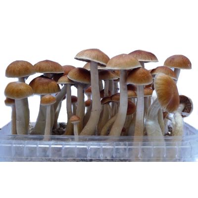 Magic Mushroom Grow Kit Mckennaii By Mondo Real Psychedelics Meds