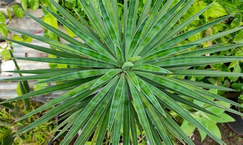 Yucca Aloifolia How To Grow Spanish Dagger Plants Epic Gardening