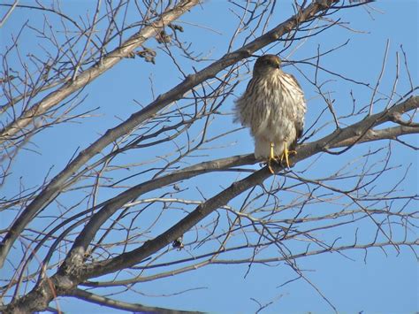 Sharp-shinned Hawk – My Bird of the Day