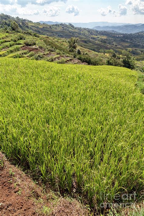 Portrait View Of Golo Cador Terraces Photograph By Danaan Andrew Fine