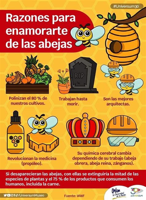 Pin De Danitza Villamizar En Abejas En 2024 Informacion Sobre Las