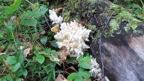 ежовик коралловидный - YouTube