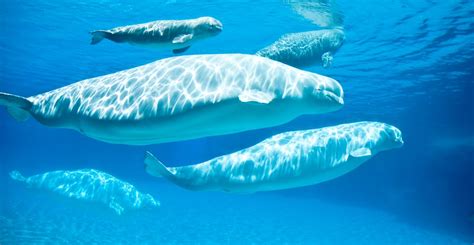 Beluga Whale: Behavior, Conservation, and Importance in the Ecosystem