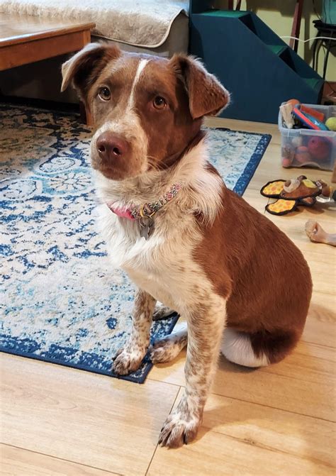 Home - Northern California Border Collie Rescue & Adoptions